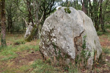 Kerjean alignments - archaeological site - menhirs in the forest, Erdeven, departement Morbihan, Brittany, France