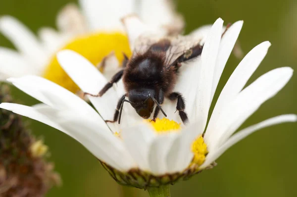 Wszystko Pszczoły Kwiat Zapylanie — Zdjęcie stockowe