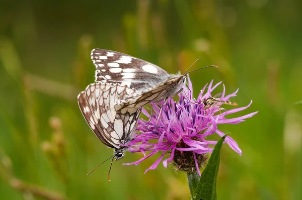 Detail Two Butterflies Flower — Stockfoto