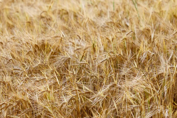 現場での大麦の熟した耳 大麦は最も経済的に重要な植物の1つです — ストック写真