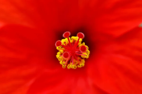 Detalle Abstracto Una Floración Flor Hibisco Macrofotografía Con Profundidad Campo —  Fotos de Stock