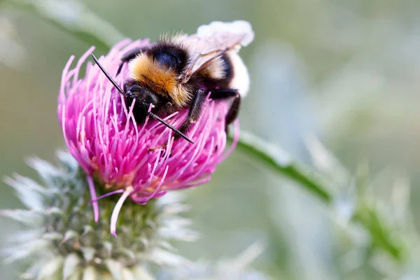 Macro Bumble Bee Bloom — Stock Fotó