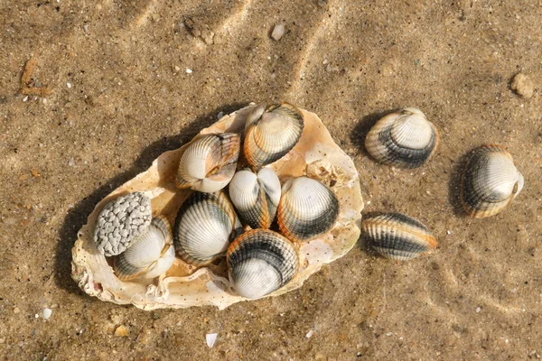 Deniz Tabanında Ortak Cockles Sualtı Yenilebilir Tuzlu Istiridye Türleri — Stok fotoğraf