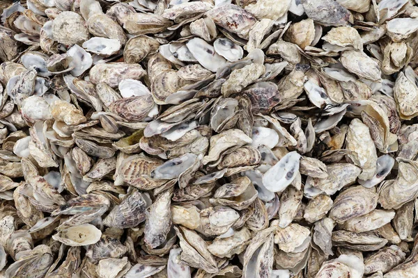 海岸沿いの貝貝類とカキ殻 — ストック写真