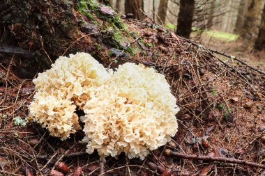 Sparassis crispa sometimes called cauliflower fungus - delicious edible mushroom clipart