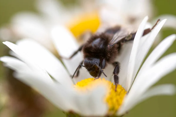花の受粉にミツバチの詳細 — ストック写真