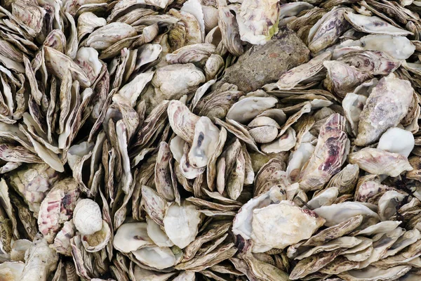 海岸沿いの貝貝類とカキ殻 — ストック写真