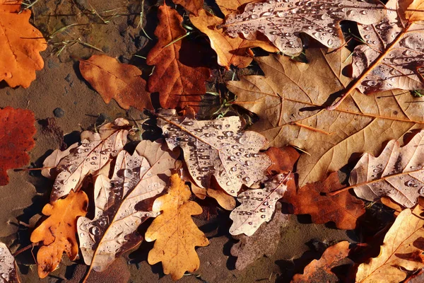 Gevallen Eiken Herfstbladeren Een Plas Met Waterdruppels — Stockfoto