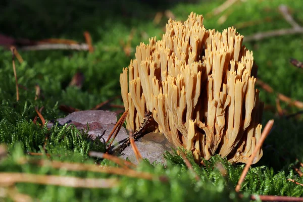 蘑菇的细节 球状真菌 美丽的珊瑚真菌 不可食用的蘑菇 — 图库照片