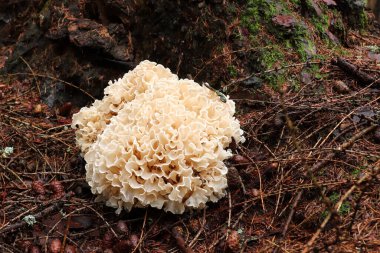 Sparassis crispa sometimes called cauliflower fungus - delicious edible mushroom clipart