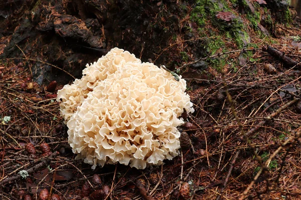 Sparassis Crispa Sometimes Called Cauliflower Fungus Delicious Edible Mushroom — Stock Photo, Image