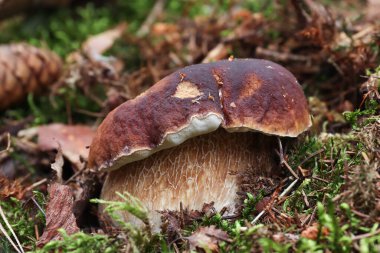 Boletus edulis veya seps - lezzetli yenilebilir mantar