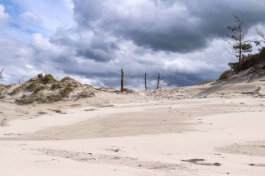 Baltık Denizi kıyısındaki kum tepelerindeki ölü ağaçlar, Smoldzino, Polonya