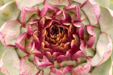 Enginar çiçeğinin ayrıntıları - yüzeysel alan derinliği