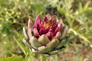 Bir tarlada büyüyen enginarlar