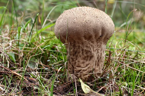 Elongate puffball - pear-shaped puffball - edible mushroom