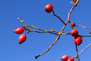 Gül kalçalı yabani gül ağacı dalı - sonbahar meyveleri - tıbbi bitki