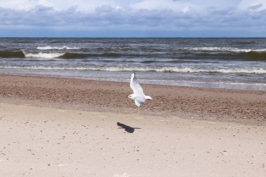 Deniz kıyısında uçan martı