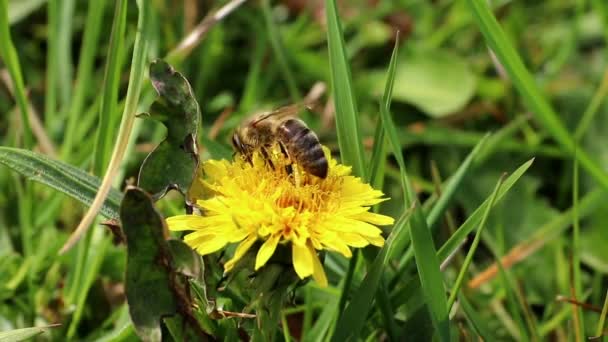 Biene Auf Einer Blüte Aus Löwenzahn Detail — Stockvideo