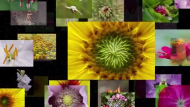 Çiçeksiz döngü içinde kaybolan fotoğrafların akışı, 4K çözünürlük