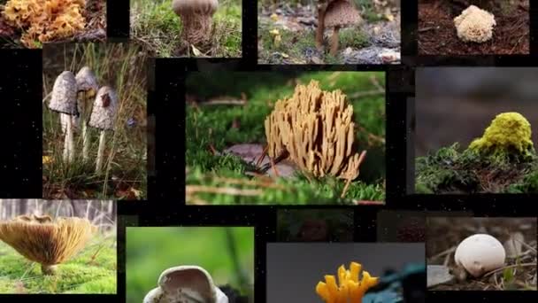 各种蘑菇照片的流 移动和消失在消失在无缝循环中 4K分辨率 — 图库视频影像