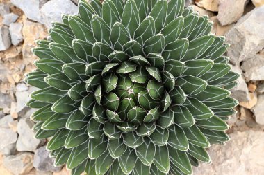 Agave Victoriae-reginae - yaprakların soyut ayrıntıları