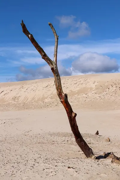 stock image Dead tree on the Lacka Dune in Slovincian National Park, Leba, Poland. Moving sand dunes absorbing the forest. Sunny summer day, sand and blue sky with clouds.