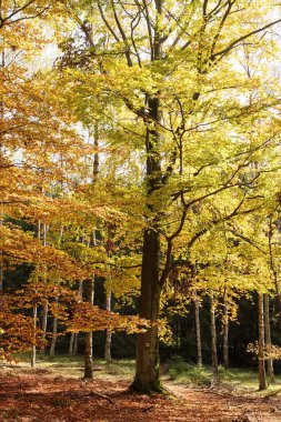 Sonbahar ormanında altın renkli ağaç