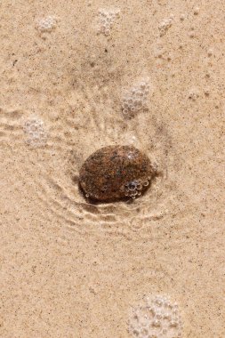 Deniz tarafından yıkanan kumlu bir sahilde bir çakıl taşı.