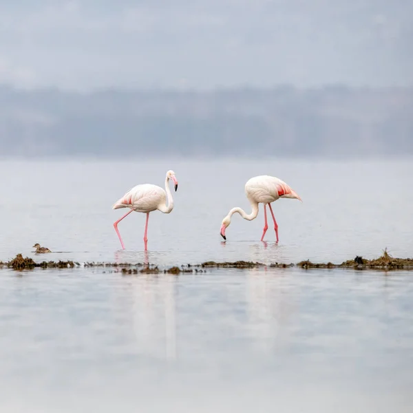 Weiche Und Hochwertige Verarbeitung Von Zwei Großen Flamingos Phoenicopterus Roseus — Stockfoto