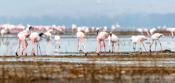 Kleine Flamingos Phoeniconaias Minor Fressen Den Untiefen Des Nakuru Sees — Stockfoto