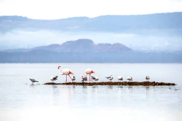 Flamingos Phoenicopterus Roseus Und Möwen Ernähren Sich Den Untiefen Des — Stockfoto