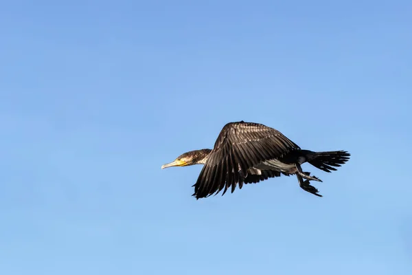 ケニアのナイバシャ湖上空を飛行中のCormorant Phalacrocorax Carbo 翼に動きのあるブラーで頭に焦点を当てます 青空の背景 — ストック写真