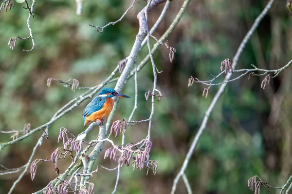 Adulto Kingfisher Alcedo Atthis Empoleirado Uma Filial Por Rio Hampshire — Fotografia de Stock