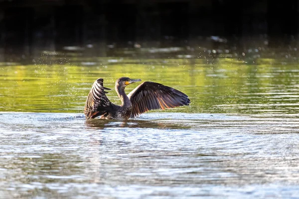 Kormoran Phalacrocorax Carbo Schlägt Bei Der Landung Fluss Itchen Hampshire — Stockfoto