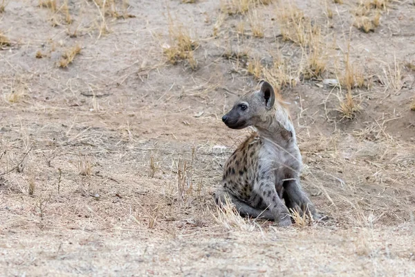 Young Sitting Spotted Hyena Crocuta Crocuta Vista Frontal Parque Nacional — Foto de Stock