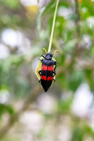 Red Black Blister Beetle Mylabris Oculata Also Known Nairobi Fly — Stock Photo, Image