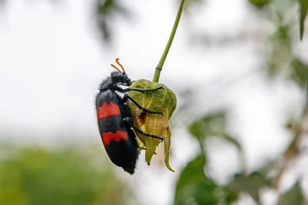 Red Black Blister Beetle Mylabris Oculata Also Known Nairobi Fly — Stock Photo, Image
