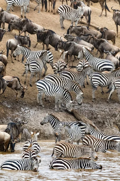 Witte Baardgnoes Zebra Verzamelen Zich Aan Oevers Van Rivier Mara — Stockfoto