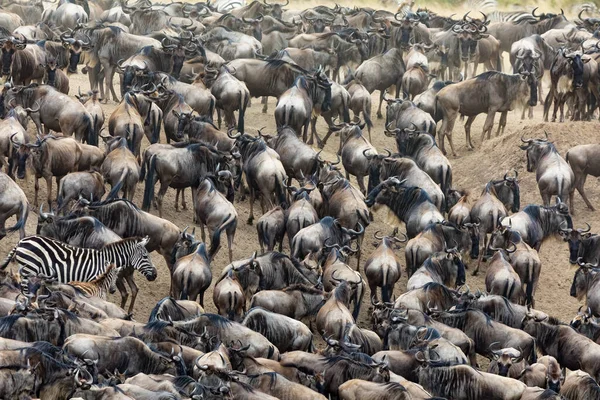 Duizenden Witbaard Gnoes Zebra Verzamelen Zich Aan Oevers Van Rivier — Stockfoto