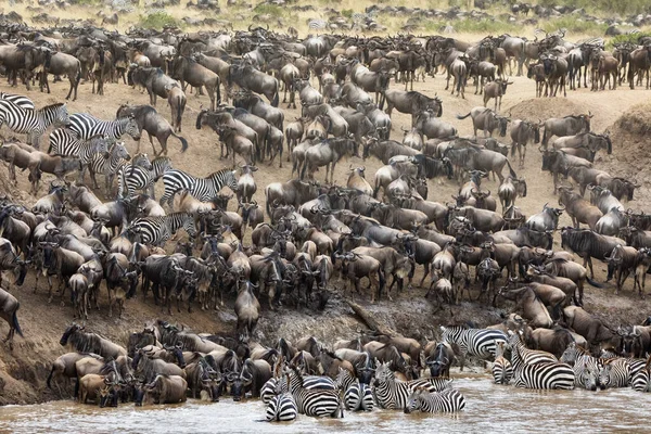 Tisíce Bílých Vousů Pakambaly Zebry Shromáždí Březích Řeky Mara Během — Stock fotografie