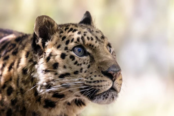 Взрослый Леопард Амура Пантера Пардус Солнечном Свете Вид Леопарда Обитающий — стоковое фото
