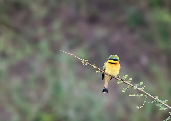 Little Bee Eater Merops Pusillus Perched Branch Edge Mara River — Stock Photo, Image