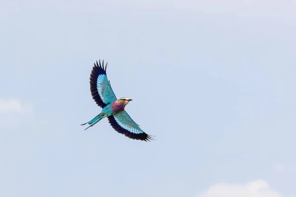 青い空を背景にした美しい大人のライラックブレストローラー コーカシアス カウダス マサイ ケニア — ストック写真