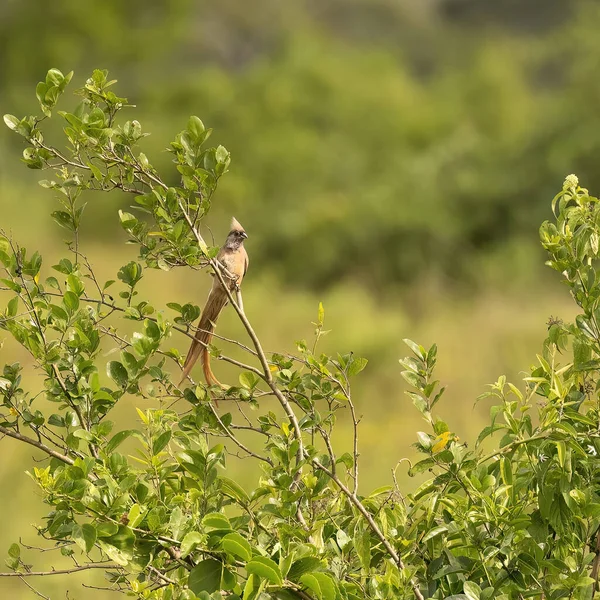 Beyaz Başlı Fare Kuşu Kolius Leucocephalus Uganda Daki Kraliçe Elizabeth — Stok fotoğraf