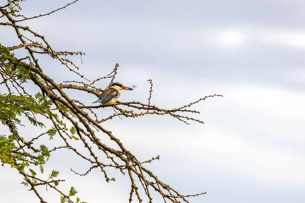 在乌干达伊丽莎白女王国家公园的一棵树上 成鱼长出条纹翠鸟 Halcyon Chelicuti 这只鸟抓住了一只蜻蜓 柔软的蓝天背景 带有文字空间 — 图库照片
