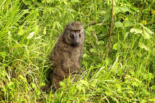 Babuino Olivo Adulto Babuino Anubis Parque Nacional Reina Isabel Uganda —  Fotos de Stock