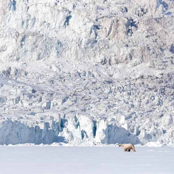 在挪威大陆和北极之间的斯瓦尔巴群岛 北极熊 被冰川冲昏头脑 — 图库照片
