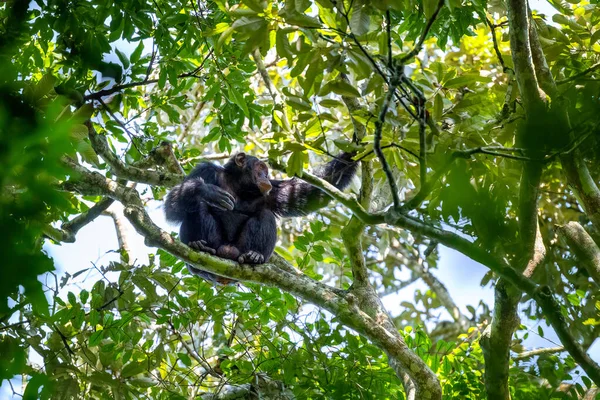 Дорослі Шимпанзе Пан Троглодит Сидячи Дереві Видно Через Прорив Густому — стокове фото