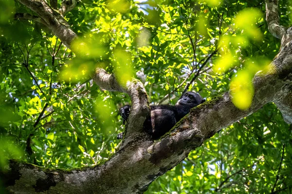 Dospělý Šimpanz Pan Troglodytes Leží Stromě Jak Vidět Průrvou Hustém — Stock fotografie